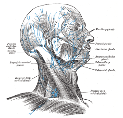 Grey's Anatomy of the Human Body 1918. Figure 602.