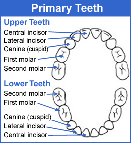 toothchart_primary2